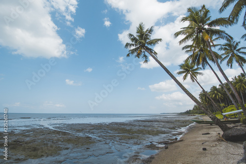 Coconut or Pal Tree, Cloudy Sky and Tropical Beach