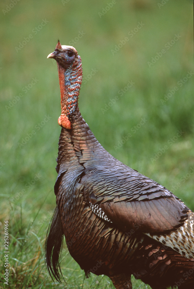 Wild Turkey (Meleagris Gallopavo) Wild Turkey (Meleagris Gallopavo)