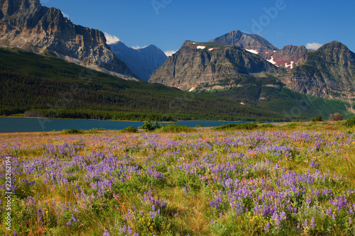 Wildflower meadow in Glacier National Park, Montana, USA photo