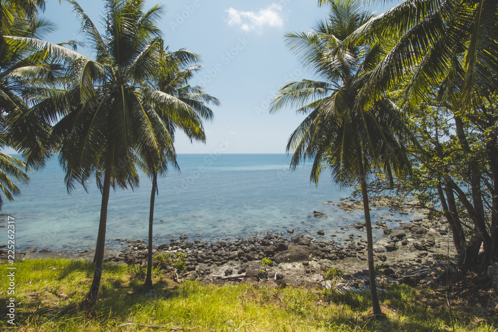 Coconut Tree, Granite Rock, Clear Sea Water and Tropical Beach Landscape