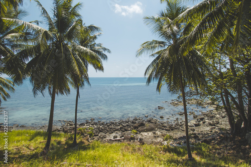 Coconut Tree  Granite Rock  Clear Sea Water and Tropical Beach Landscape
