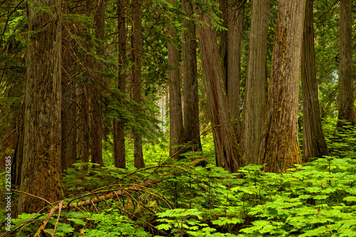Forest background in Mt Revelstoke National Park, British Columbia, Canada