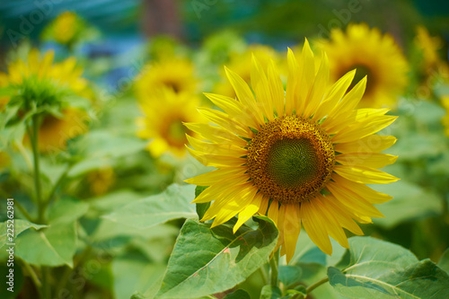 Sunflower blooming in the afternoon