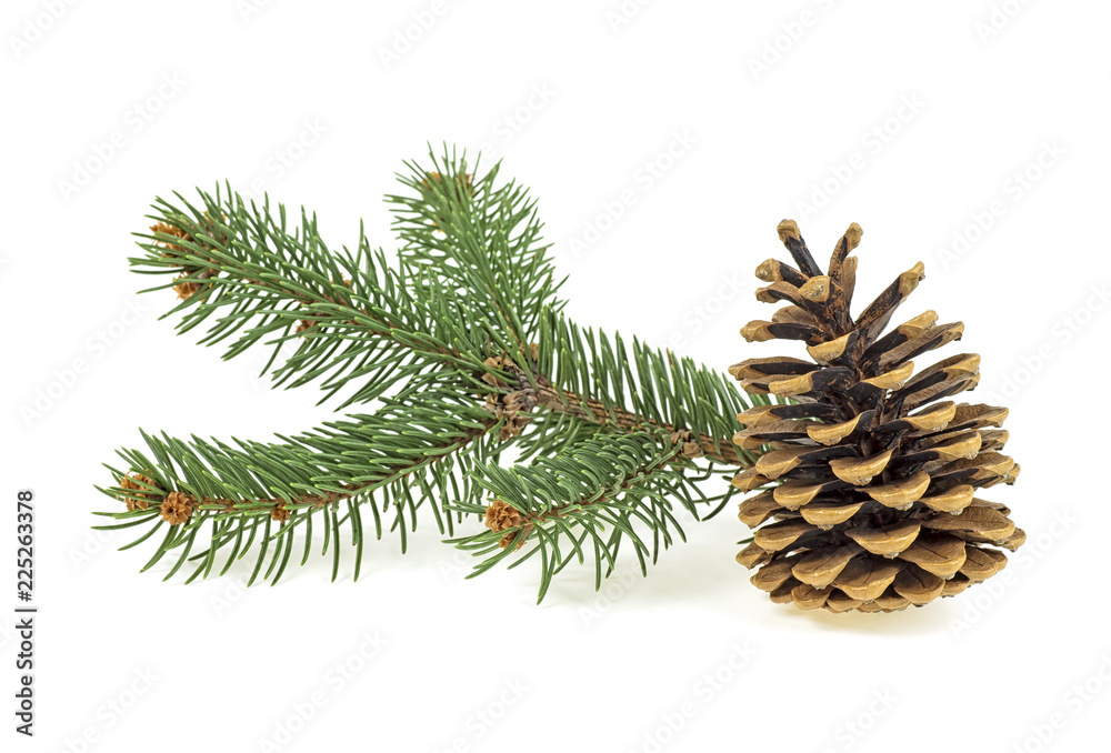 Branch of fir tree with fir cone on a white background Branch of fir tree with fir cone on a white background