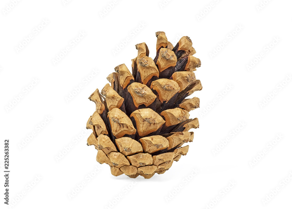 Pine cone isolated on white background Pine cone isolated on white background