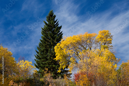 Trees with colorful autumn colors in Calgary, Alberta, Canada