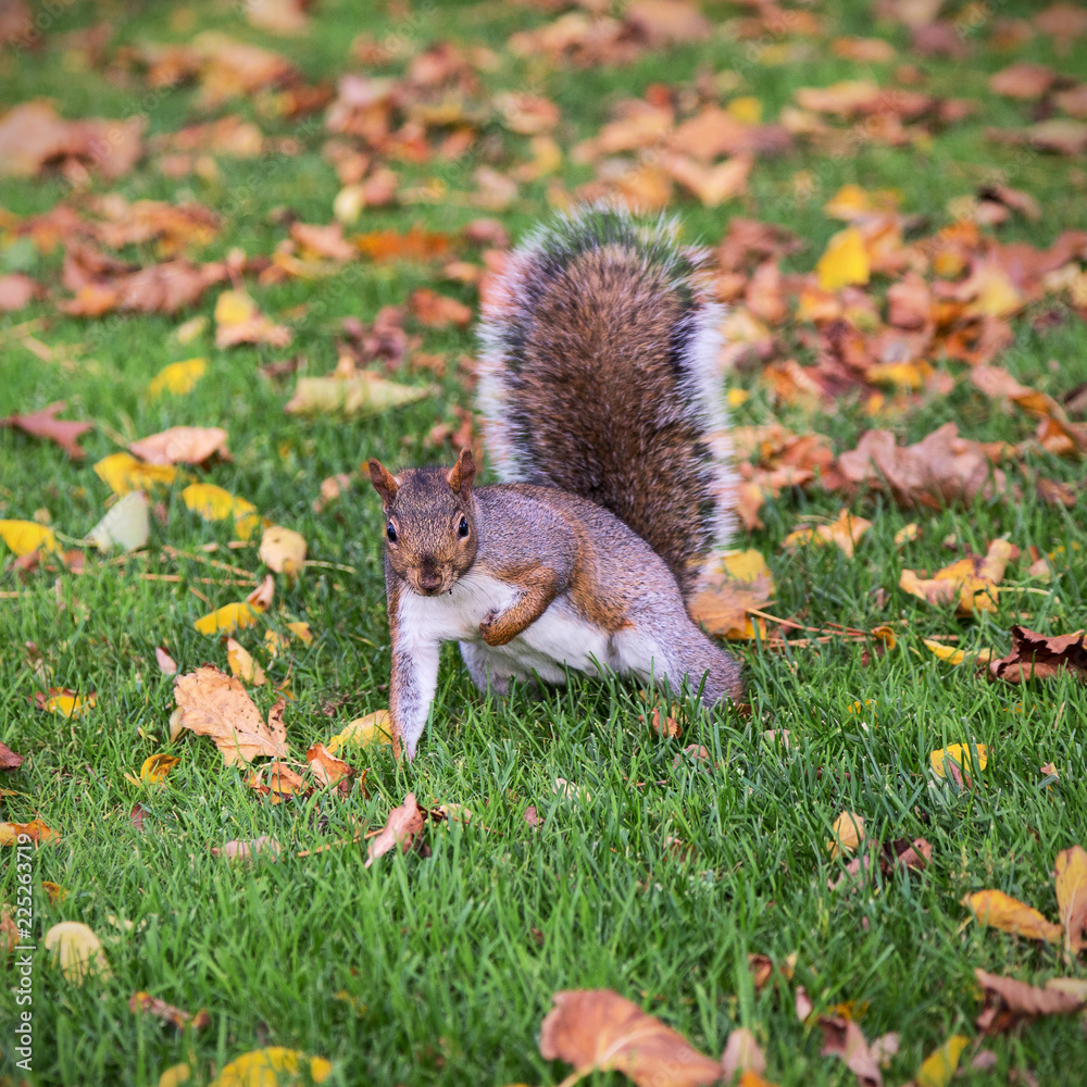 A squirrel attempts a one hand pushup among fallen leaves A squirrel attempts a one hand pushup among fallen leaves