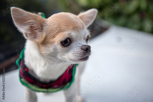 chihuahua dog © thechatat
