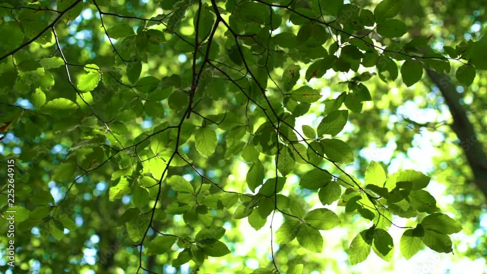 Forest tree and green leaves glowing in sunlight video Forest tree and green leaves glowing in sunlight video