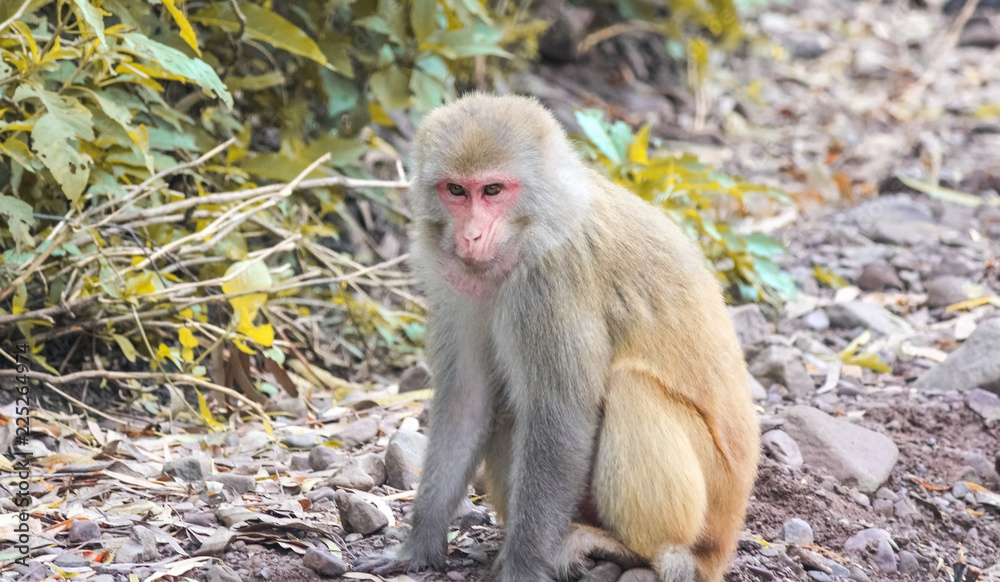 Naklejka premium Relaxed Monkey in Natural Habitat