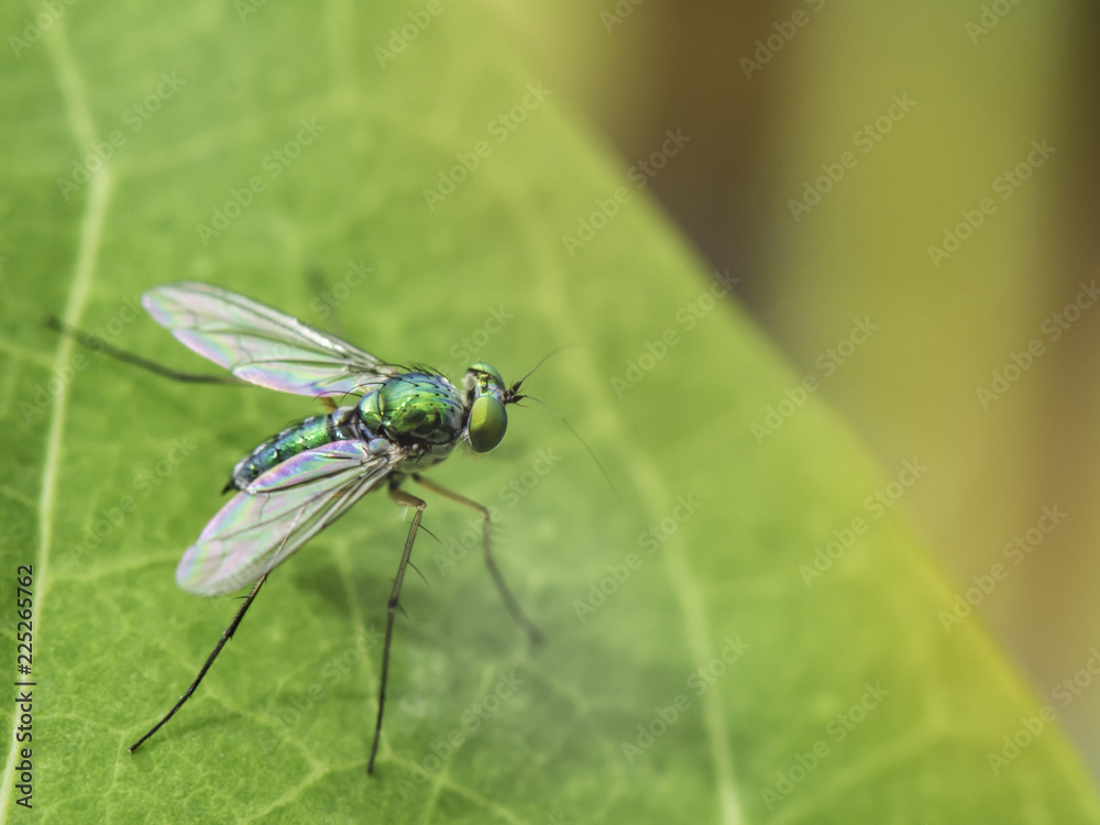 Macro insect portrait on green leaves and dark green nature background. Macro insect portrait on green leaves and dark green nature background.