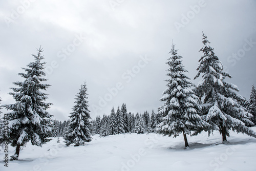 Fairy snowy winter Christmas landscape