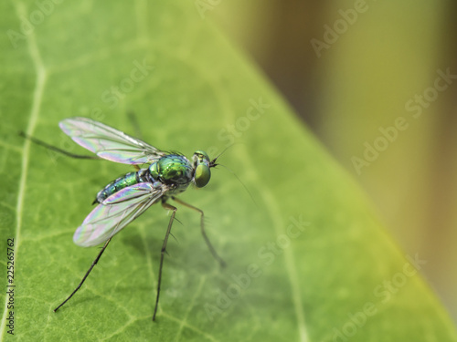 Macro insect portrait on green leaves and dark green nature background.