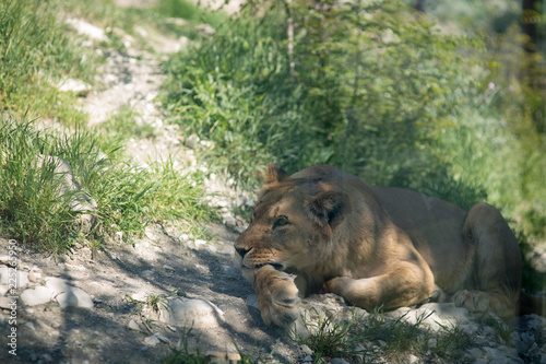 Fototapeta Naklejka Na Ścianę i Meble -  Lion in the aviary