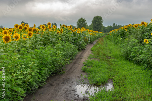 Landscape with dirty road between flowering sunflowers fields at rainy summer day in Ukraine