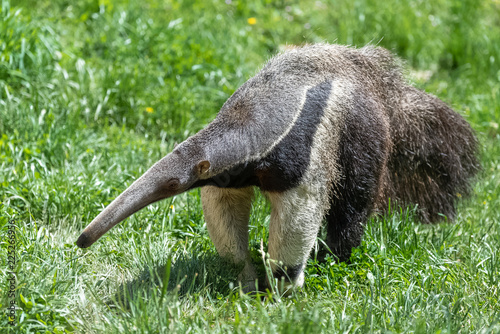 Giant Anteater, animal walking in the grass 
 photo
