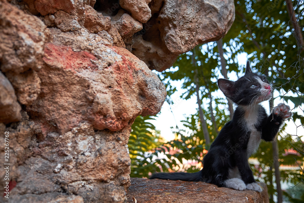 Fototapeta premium street cats in Turkish city