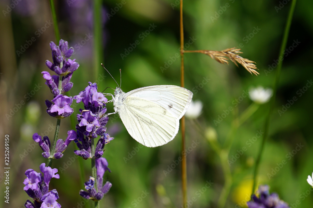 Naklejka premium butterfly