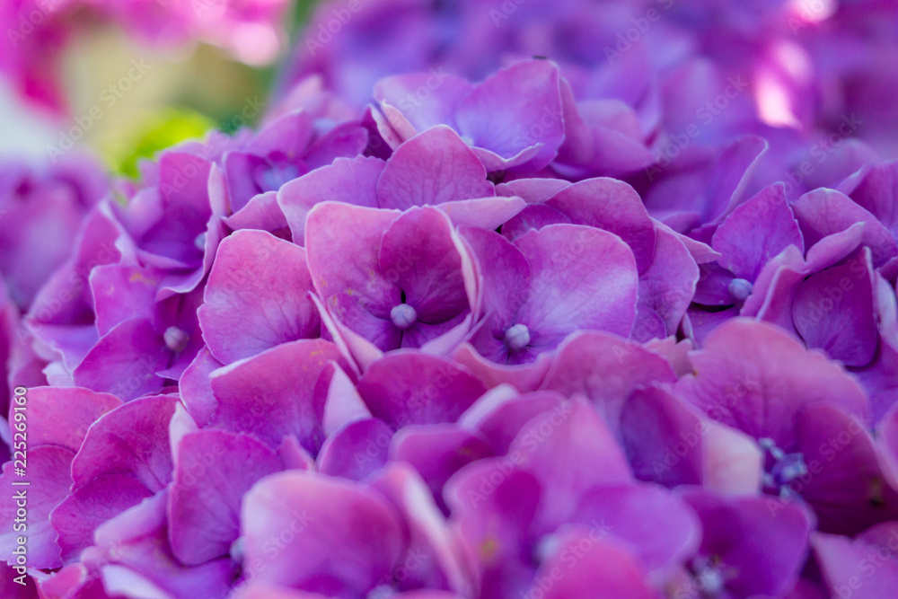 closeup of hydrangea flower in full bloom in daylight closeup of hydrangea flower in full bloom in daylight