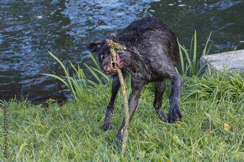 Ein Deutsch Drahthaar Hund mit einem Stock photo