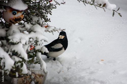 snow  winter  birds  and a magpie  eats bread