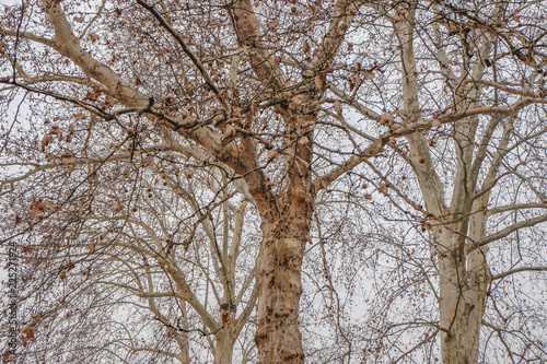 Look up at the tree in falling season or winter season in xihuLake(west lake) park in hangzhou city china photo