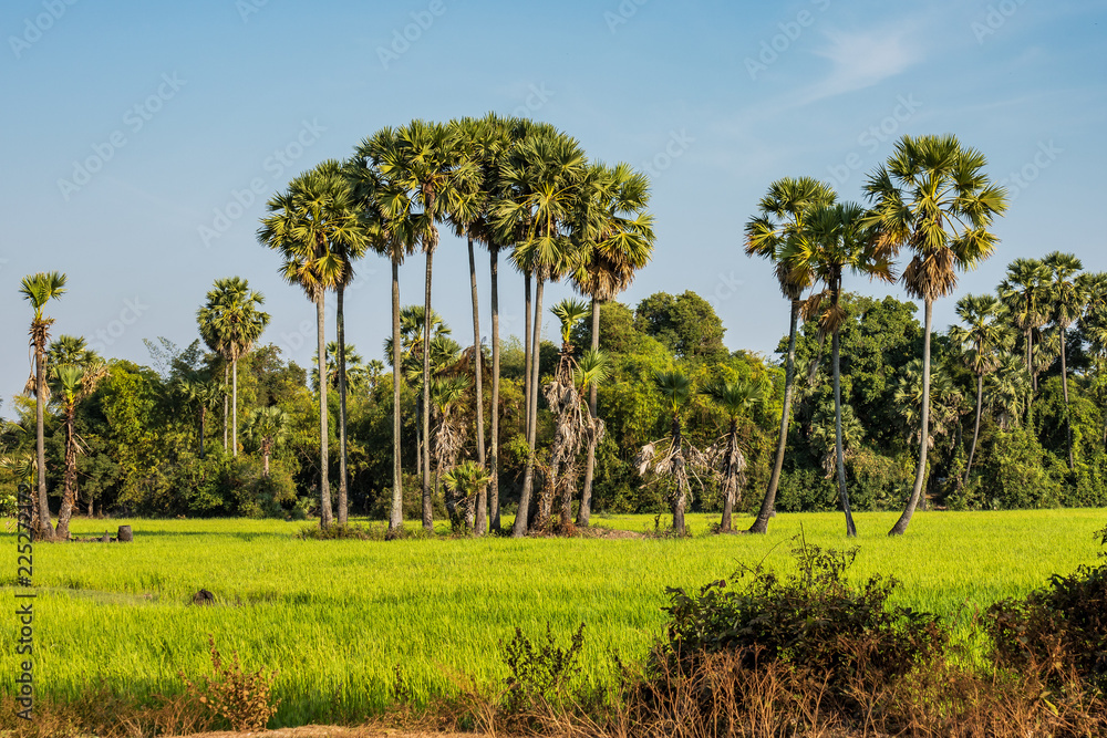 Fototapeta premium Kambodscha - Landausflug nordöstlich von Siem Reap