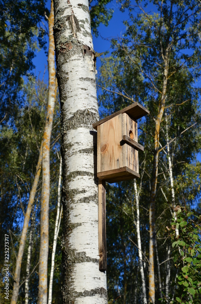 A birdhouse in a forest on a birch tree.