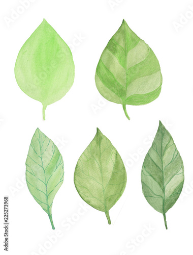 Watercolor green leaves of trees.