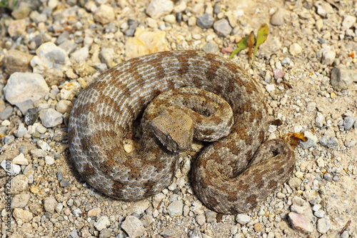 full length Macrovipera lebetina schweizeri in natural habitat photo