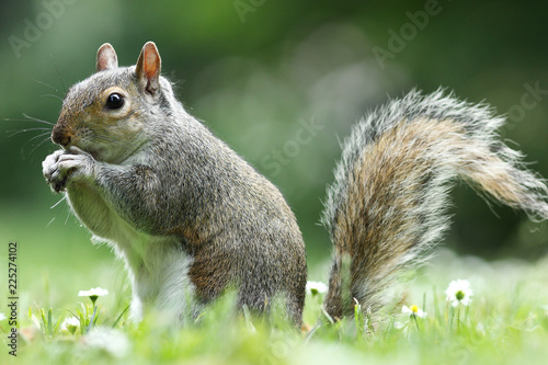 grey squirrel eating nut in the park photo
