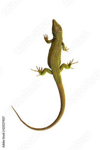 isolated common green lizard