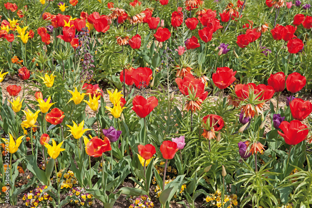 Rote und Gelbe Tulpen