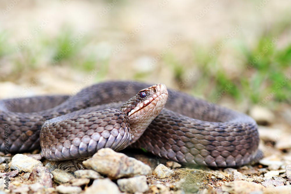 Vipera berus ready to strike Vipera berus ready to strike