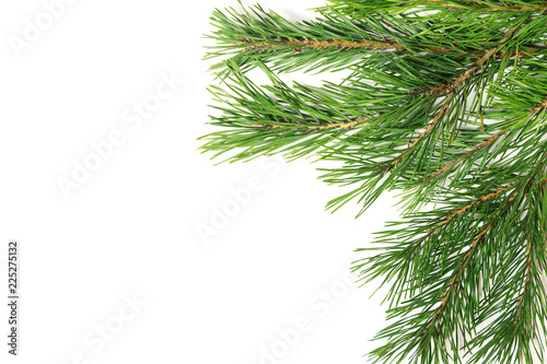 Christmas composition. Christmas tree branch  pine cones  fir branches on white background.