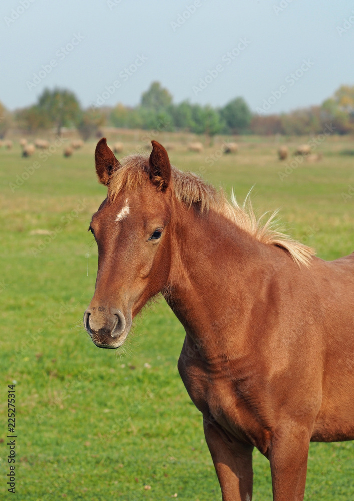 Portrait of a red foal against the background of a farmer meadow Portrait of a red foal against the background of a farmer meadow