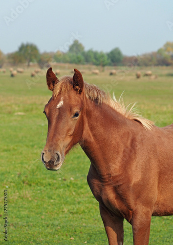 Portrait of a red foal against the background of a farmer meadow © goldika