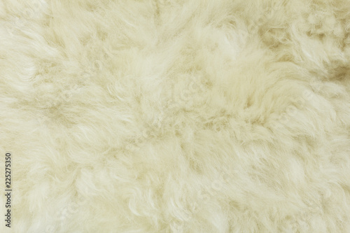 White shaggy natural sheep fur texture for background 