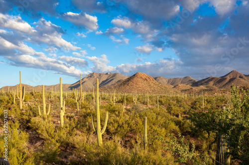 Saguaro National Park American Southwest Sonoran Desert