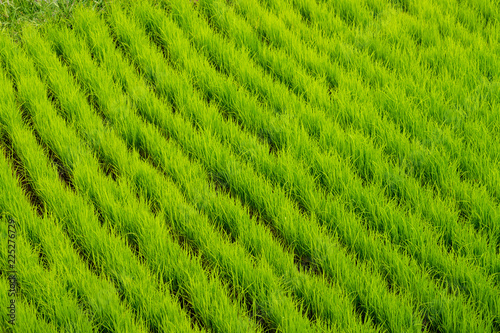 Young rice field in Bali island