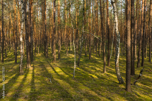 Fototapeta Naklejka Na Ścianę i Meble -  Rays in forest