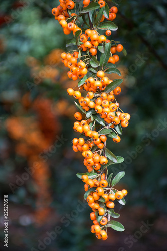 Branch of a red mountain ash on a blurred background of nature.