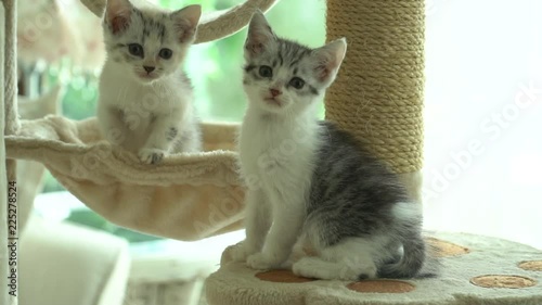 Cute persian kittens playing toy on cat tower slow motion 