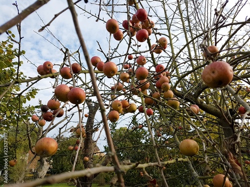 pomme d automne