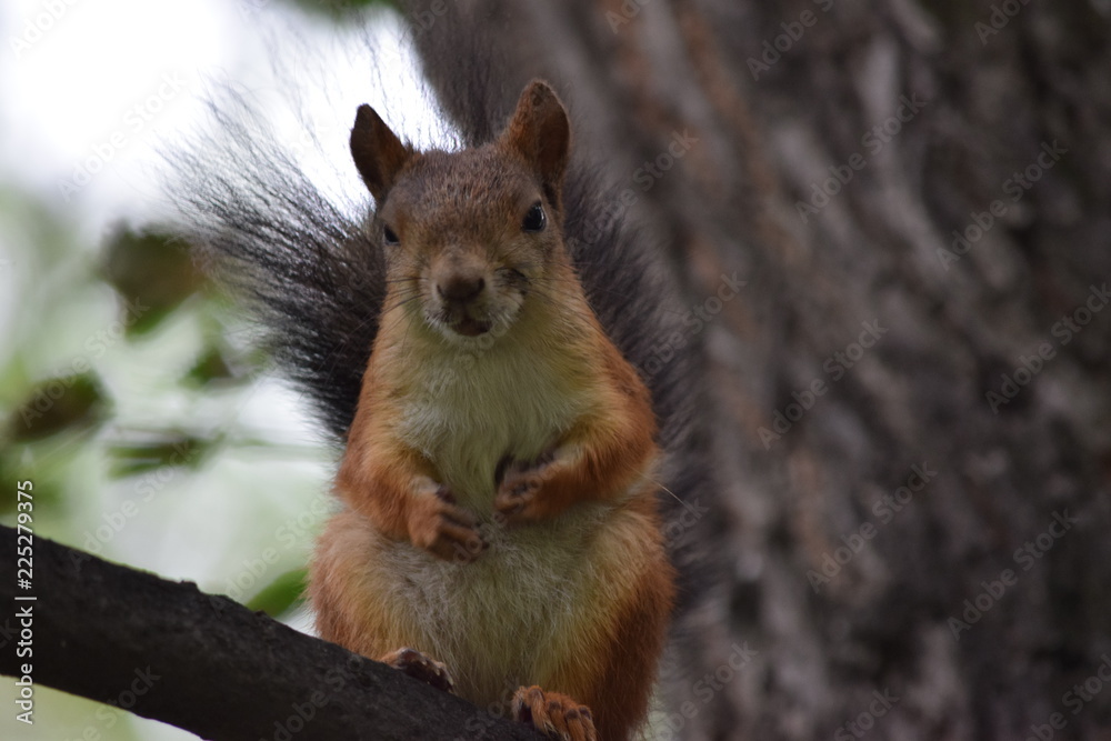 Naklejka premium белочка подозревает