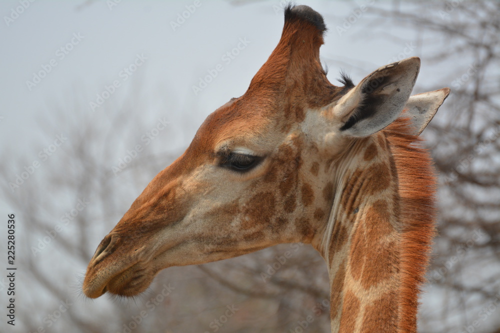 Obraz premium Girfaffe Close up