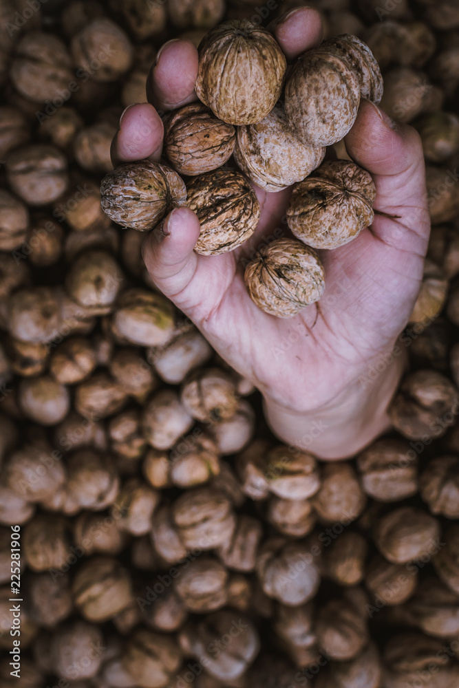walnuts in hand walnuts in hand