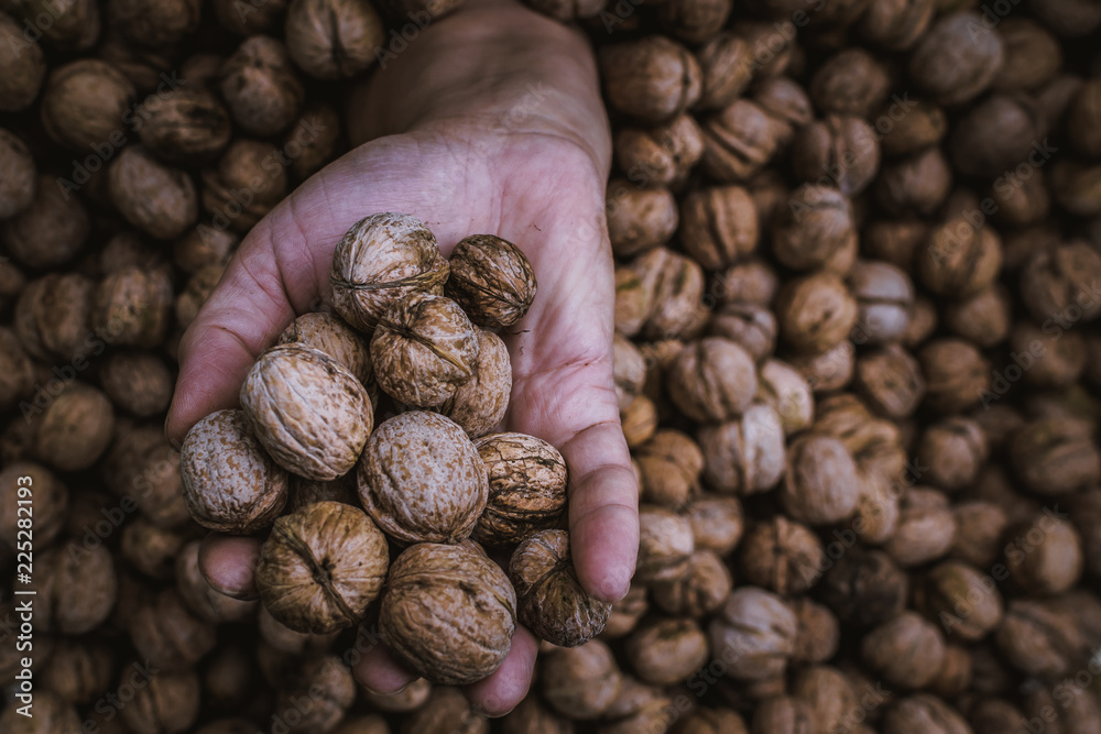 walnuts in hand