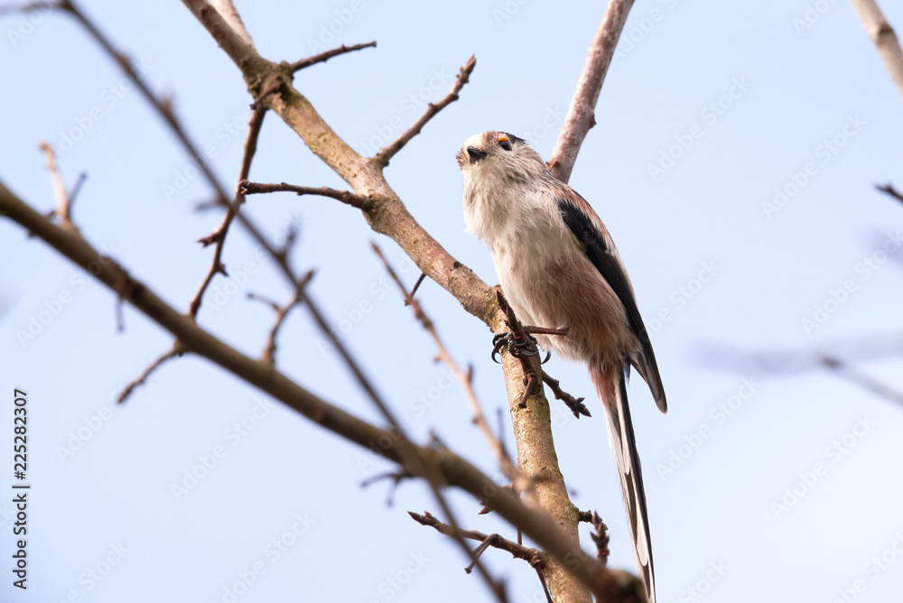 Fototapeta premium Long-tailed Tit (Aegithalos caudatus) Singing from a branch