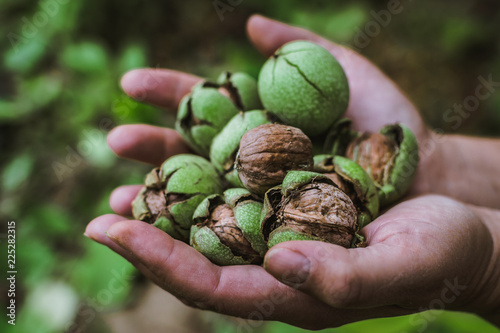 walnuts in hand
